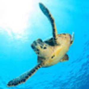 Meet your Posher, Clarissa